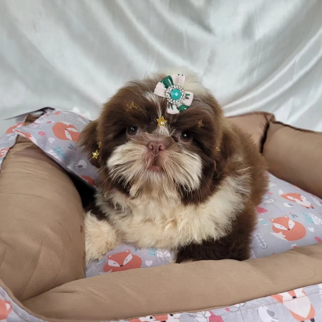Shihtzu, Macho e Fêmea! Entrego/Parcelo/Pais com pedigree. - Foto 2