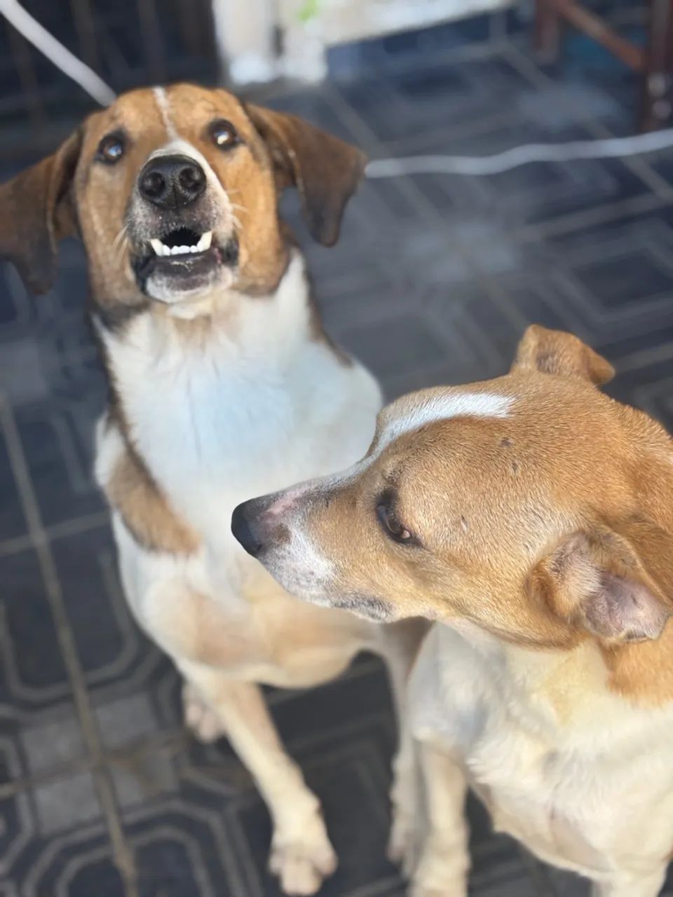 Cachorro macho  - Foto 2