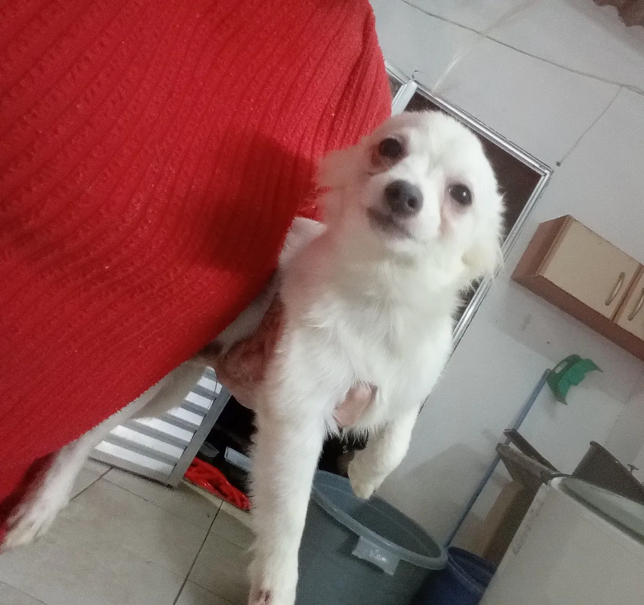 Filhote de chihuahua macho