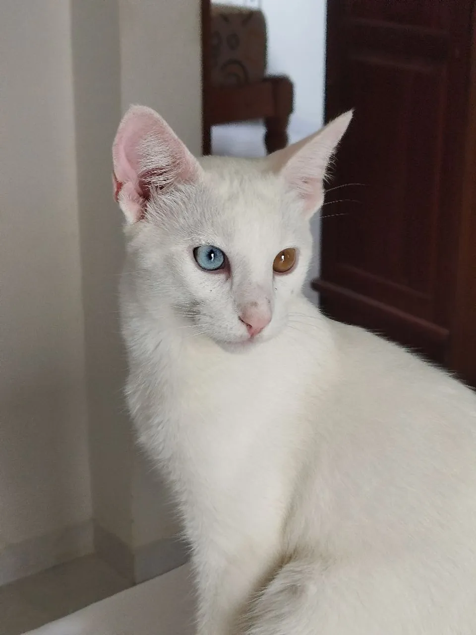 Gato branco de olhos heterocromaticos azul e caramelo da raça Khao Manee