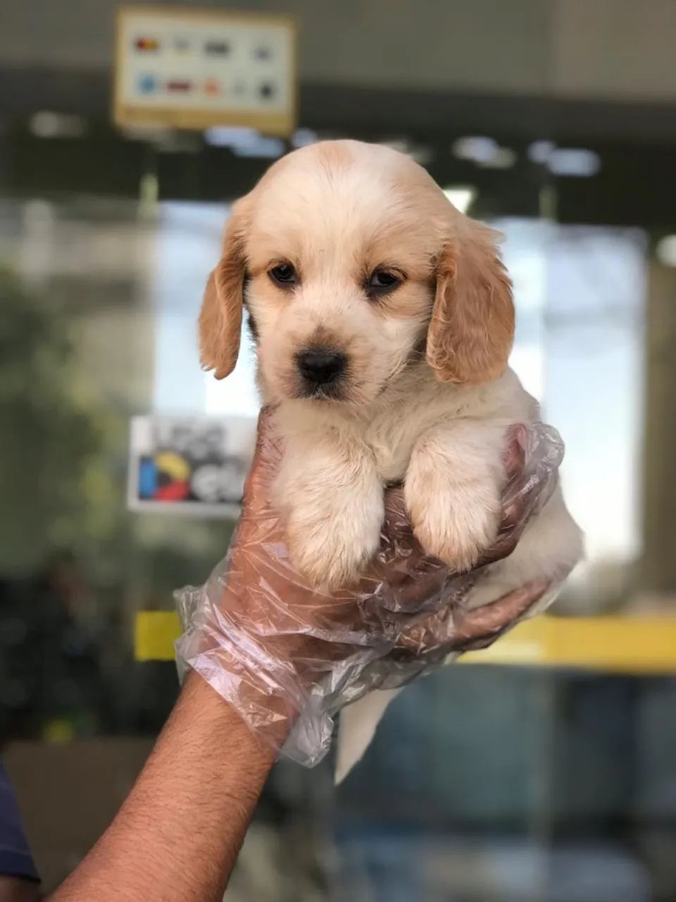 Cocker Americano - lindo e amoroso / mais carinhoso / com suporte vet !!  - Foto 2