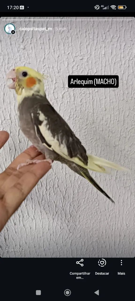 Poleiro madeira  - Foto 2