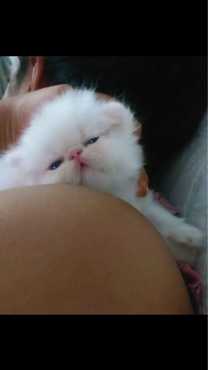Filhote de gato persa branco