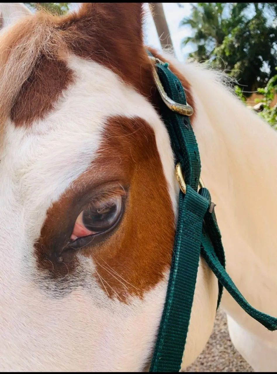 CAVALO POTRO PAINT HORSE P.O