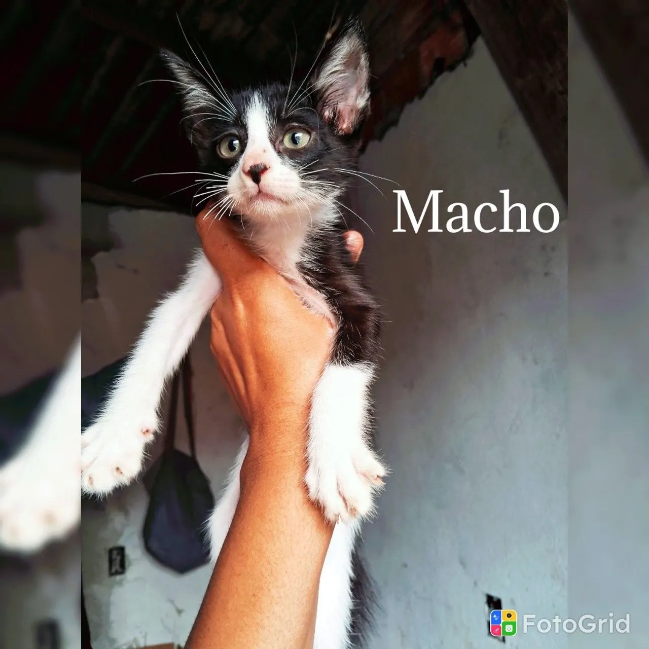 Gatinhos para Adoção