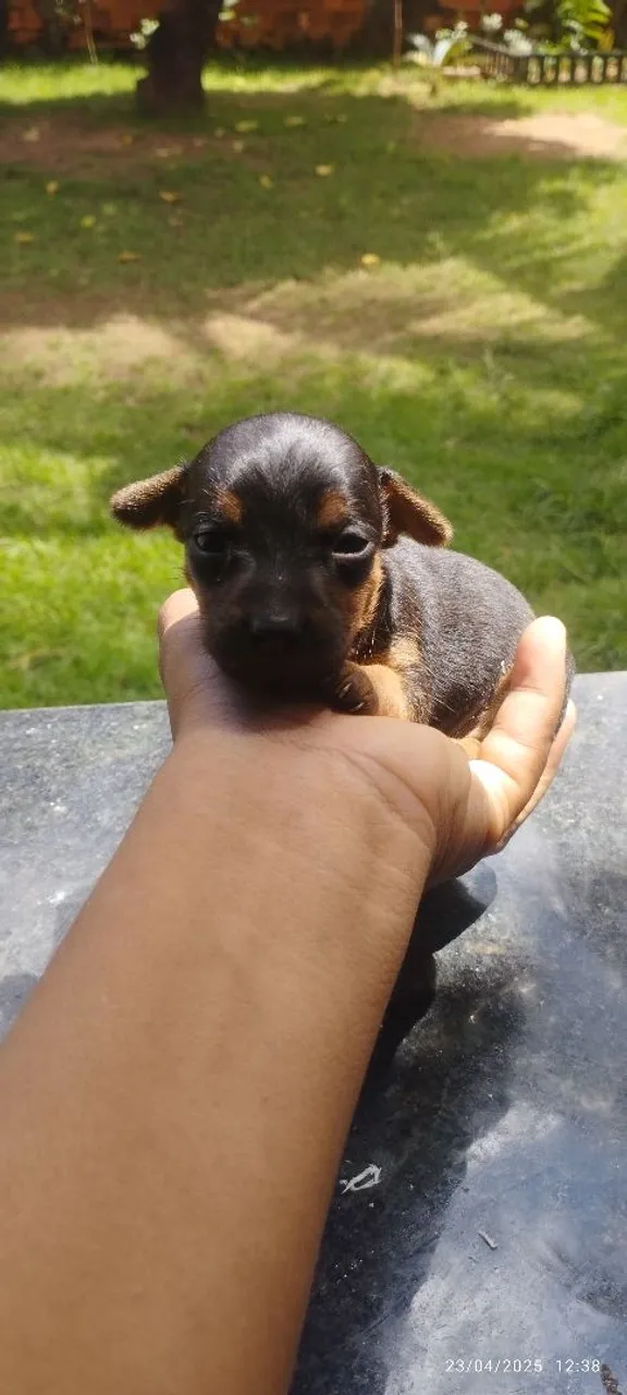 Filhote de pinscher tabela 0