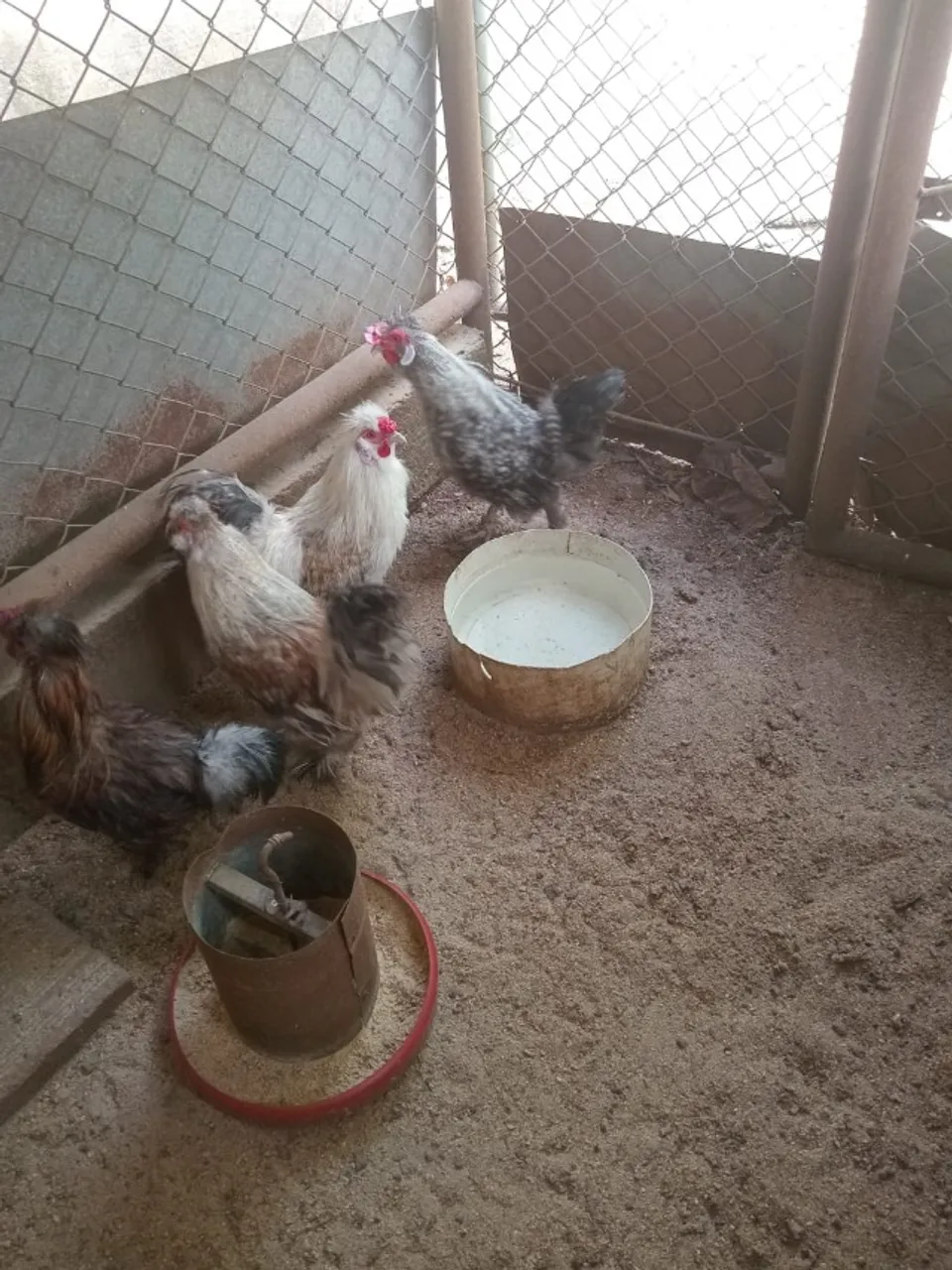 Vendo ovos galados