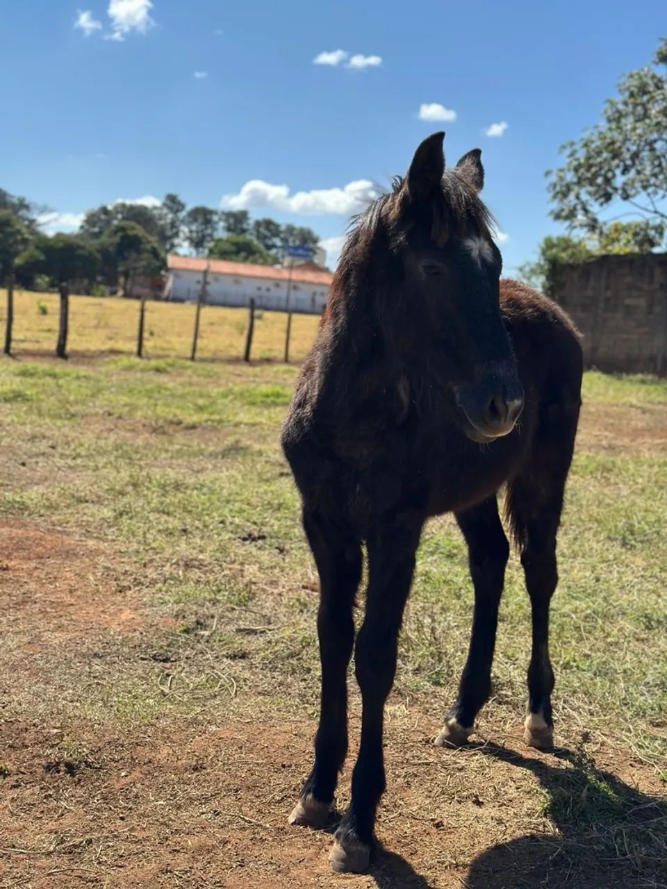 Potro (cavalo) 8 meses tordilho  BH x PSI - Foto 6