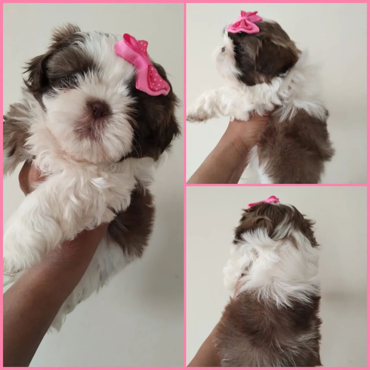 Shitzu Mini  Machos  900 fêmea 1400