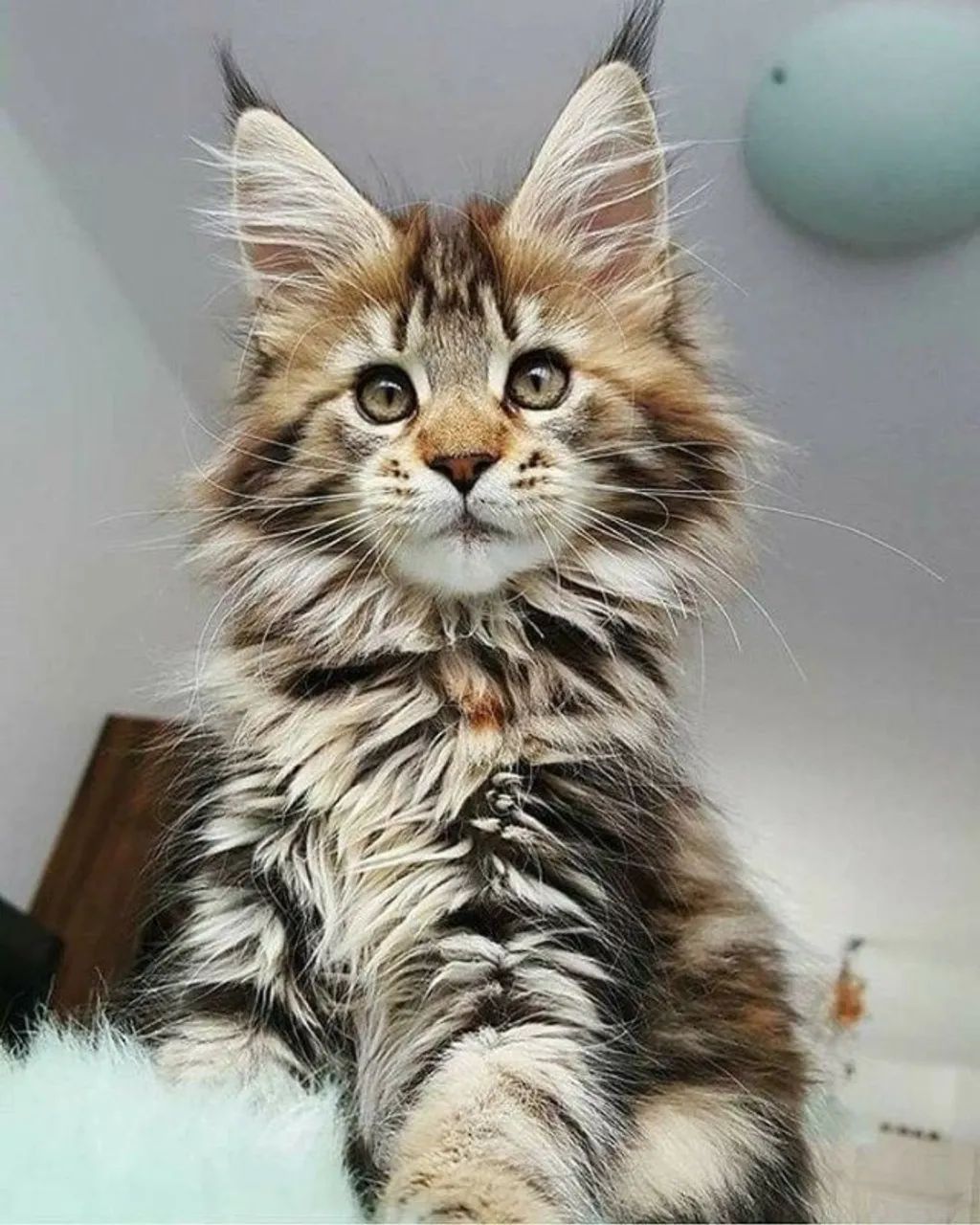 Maine Coon com excelentes Linhagem 