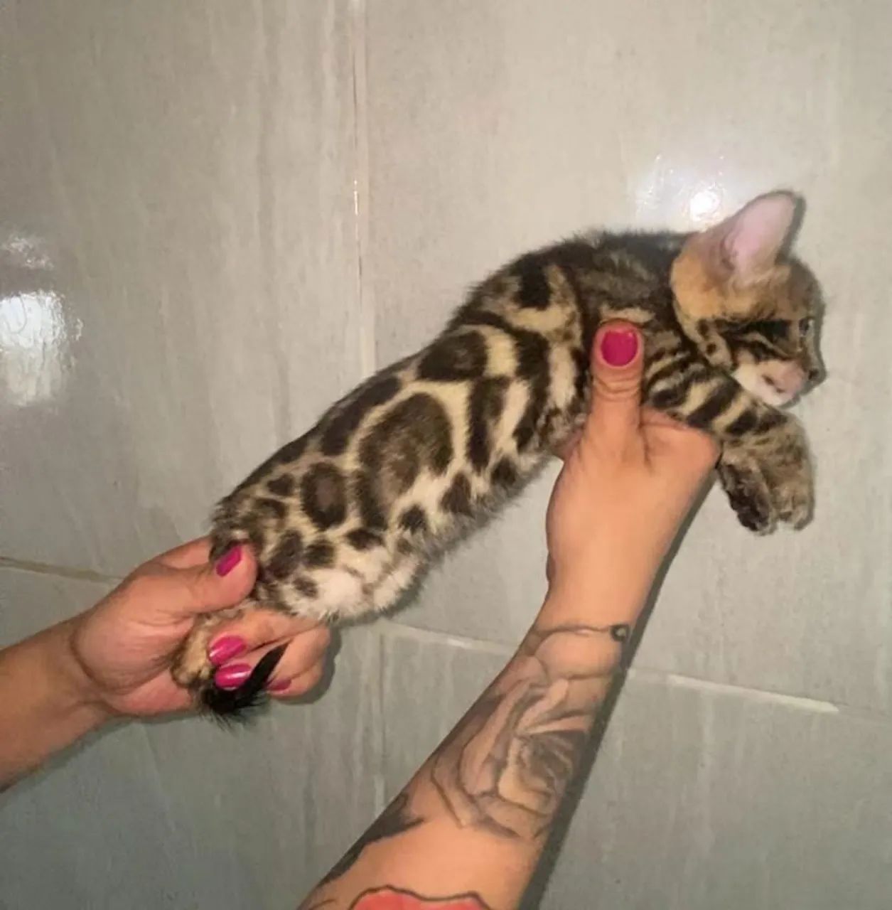 Filhotes de gato Bengal64293081283715125