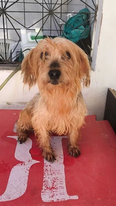 Xbox Series S - Novo