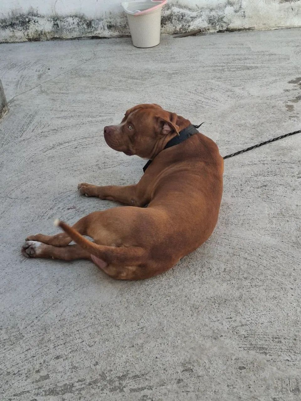 Pitbull Adulto - Amigável e Brincalhão - Foto 2
