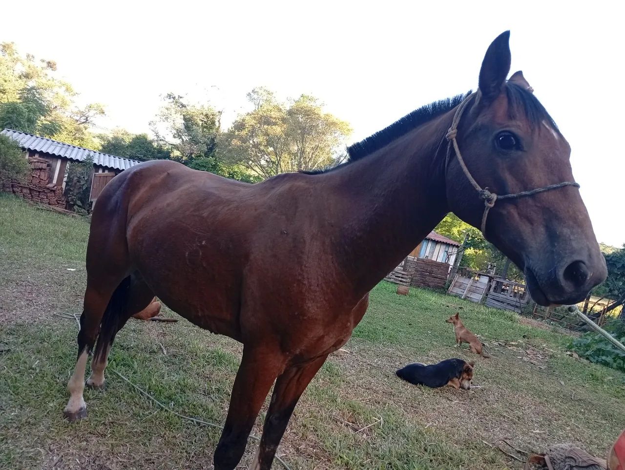 Cavalo crioulo  - Foto 3