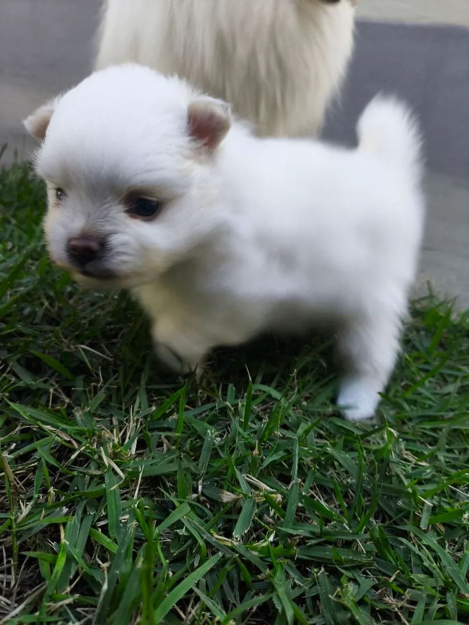 Filhotes Lulu da Pomerânia  - Foto 2