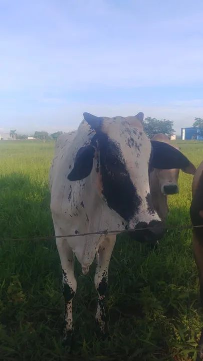 Casal nelore pintado puro sangue  - Foto 3