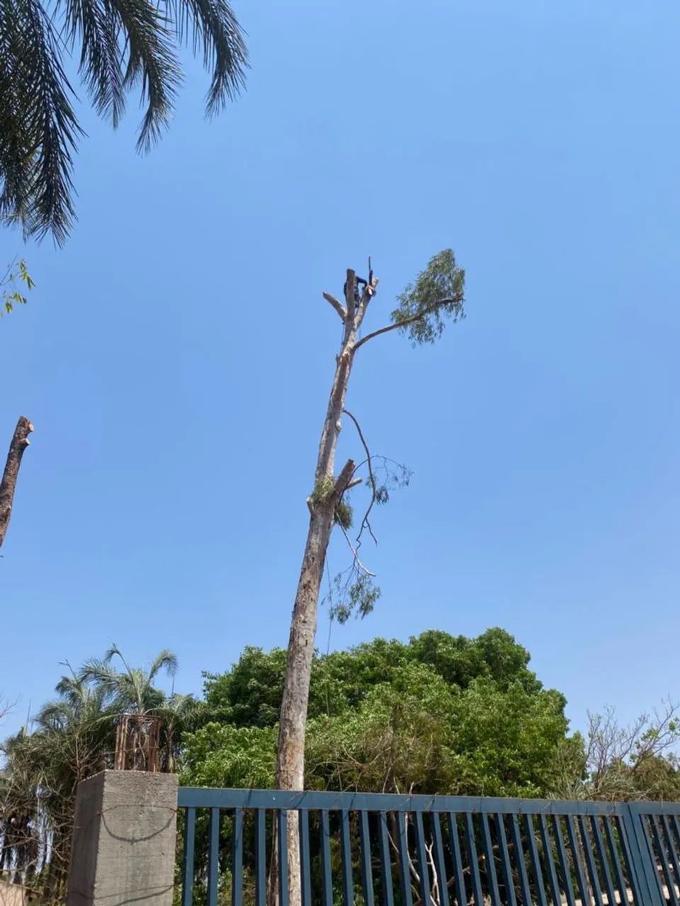 Corte e poda de árvore Goiânia região ou Aparecida - Foto 3
