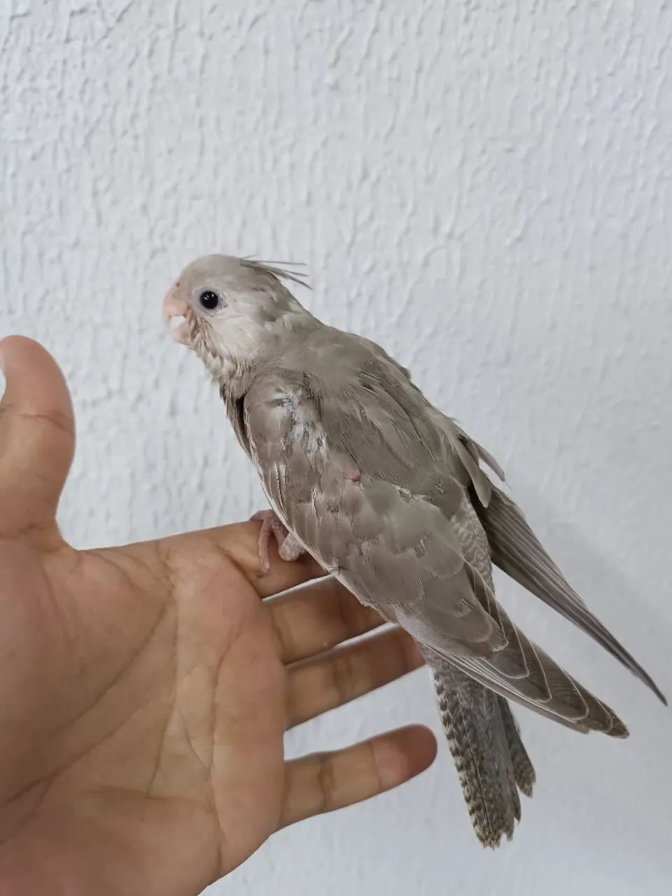 Poleiro madeira  - Foto 5