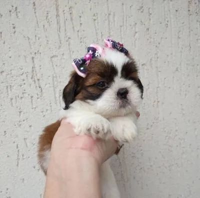 Shih-Tzu filhotes micro Chama no whatsapp que mando fotos e vídeos ok  - Foto 5