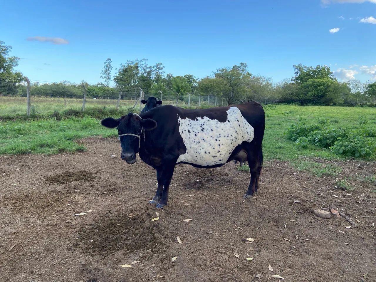 Vaca Jersey com Australiana - Leiteira - Foto 4