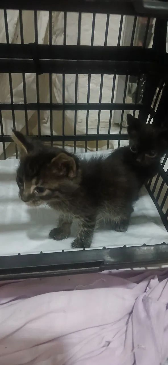 Doação de filhotes - Foto 5