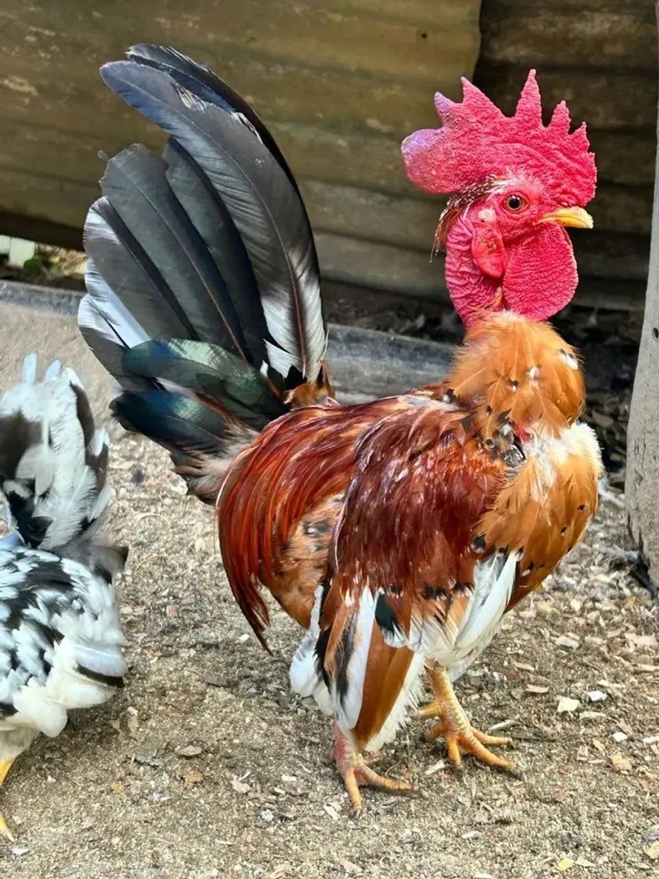 VENDO GALO DE CRISTA VERMELHA - Foto 3