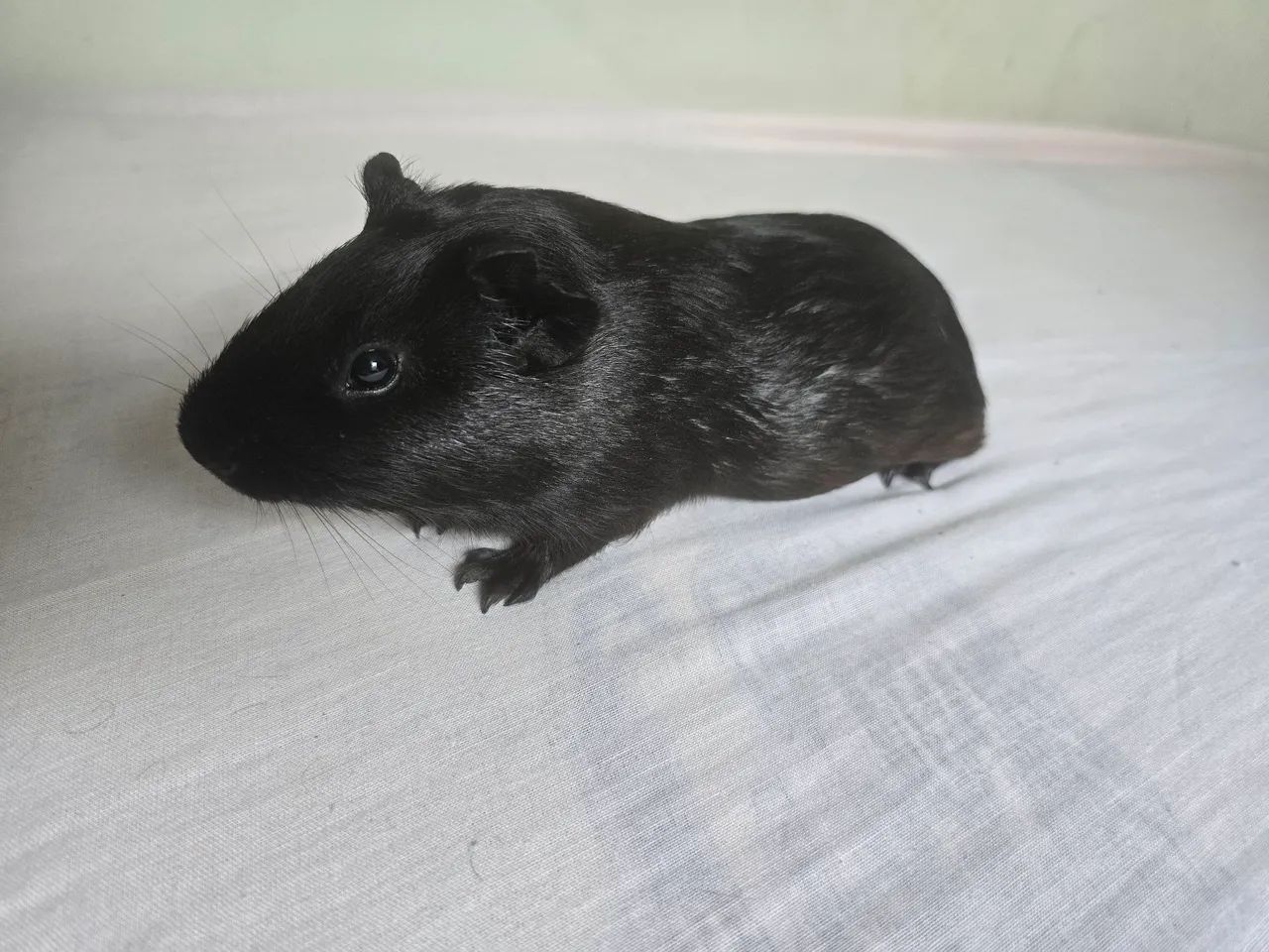 Porquinho da Índia Preto