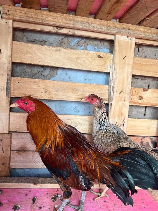 Bankiva ovos galados - Foto 3