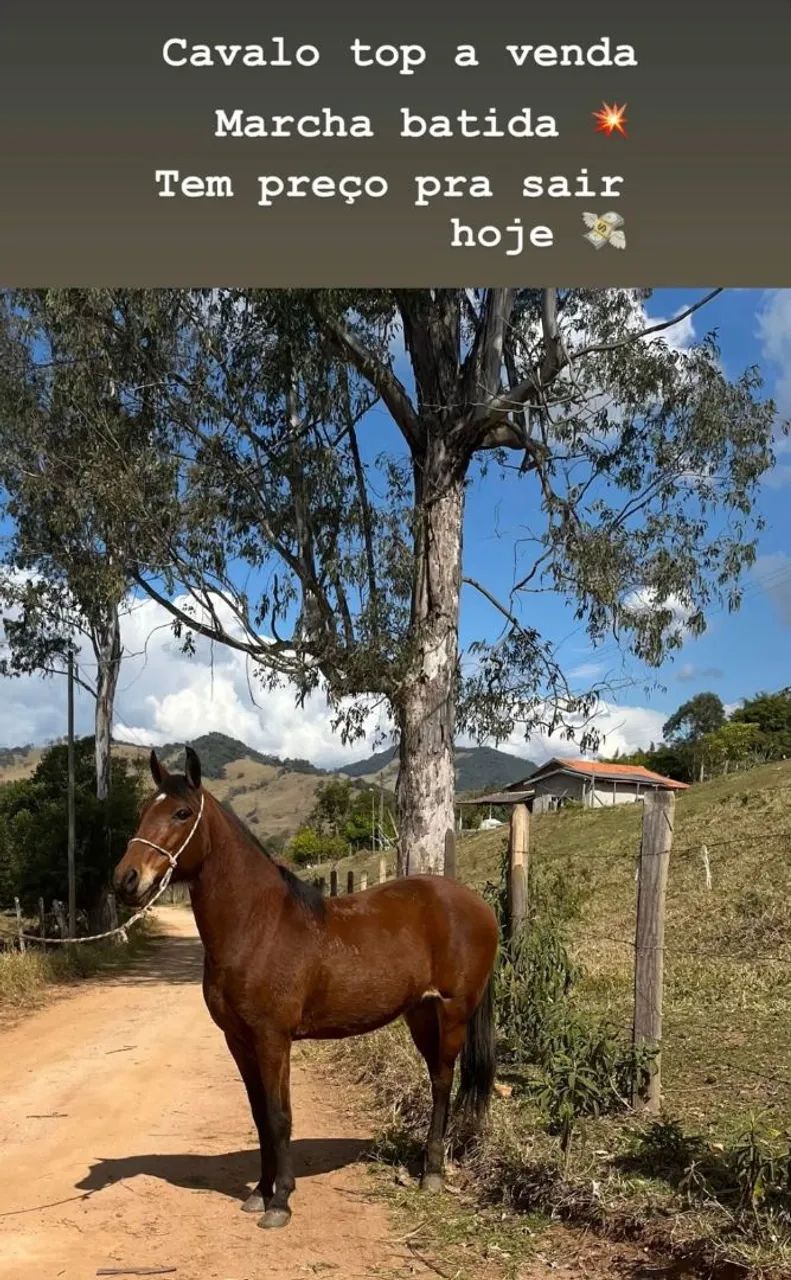 Vende se  cavalo