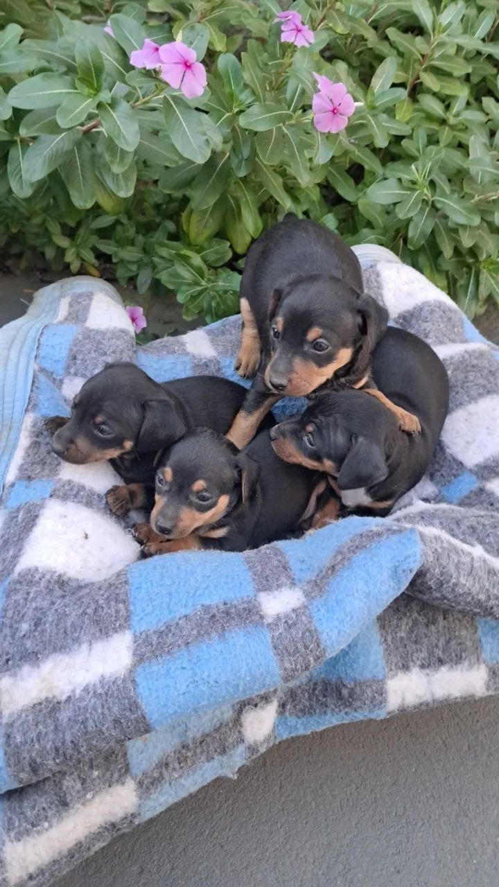 Pinsher pequeno 45 dias em Rondonópolis 