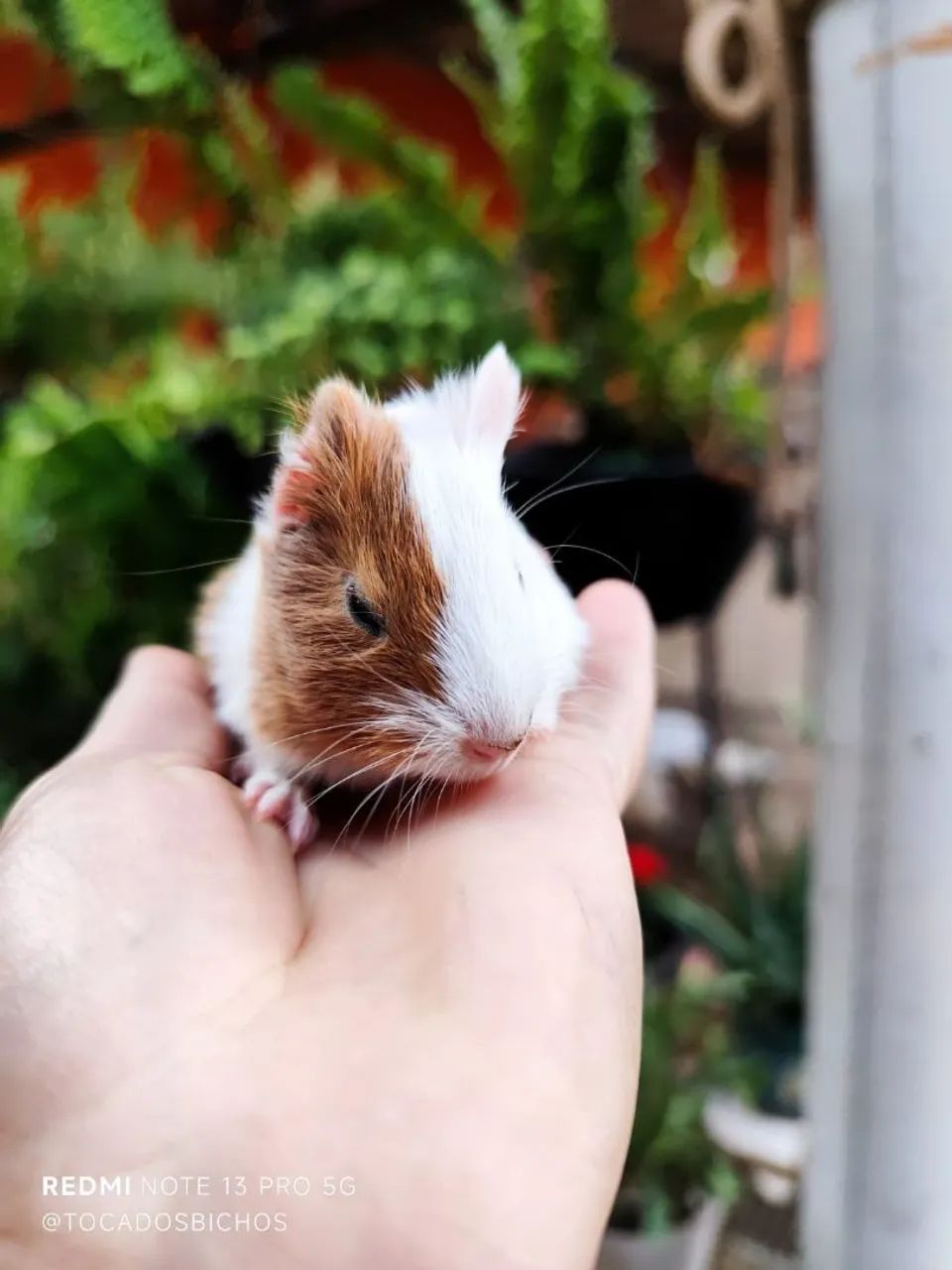  porquinho-da-índia  - Foto 3