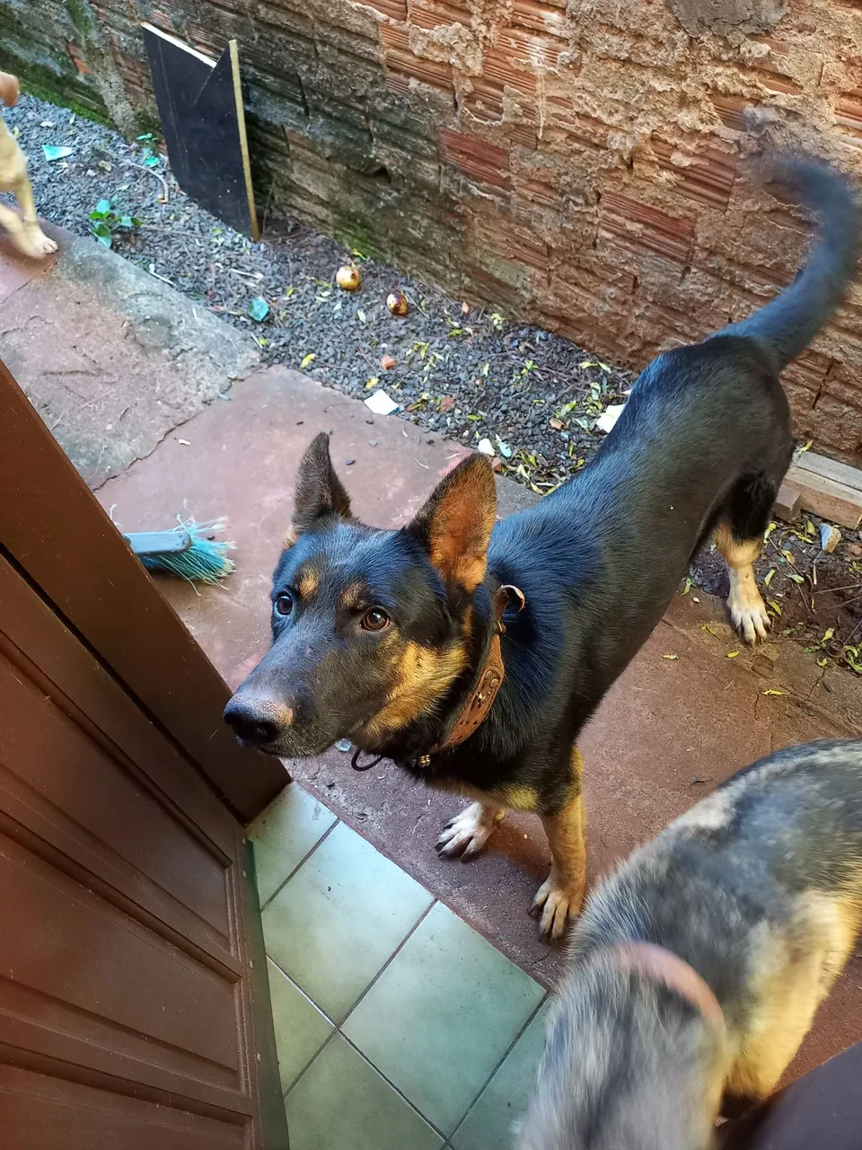 Cão de porte médio para grande