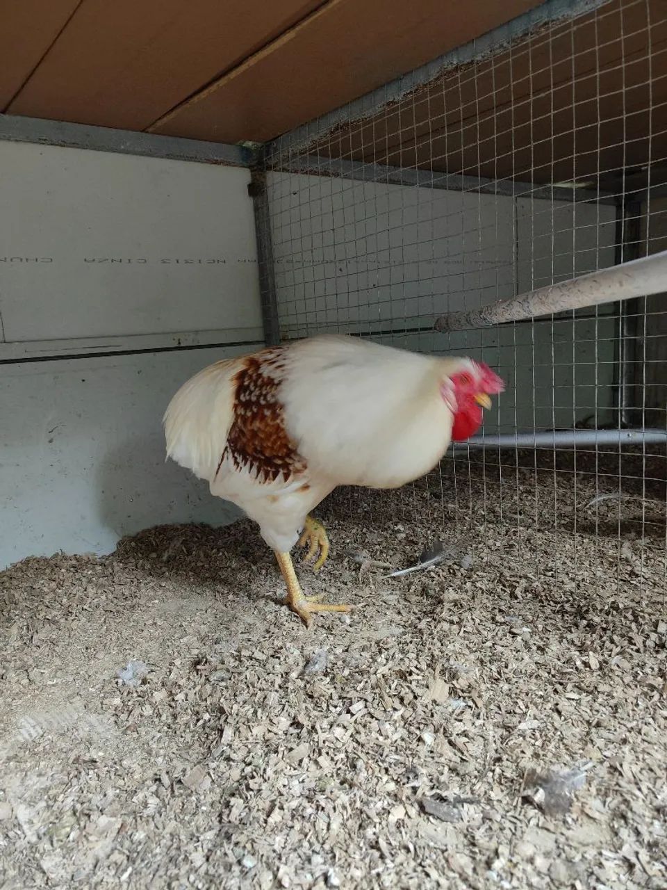 Galo ornamental - Foto 2