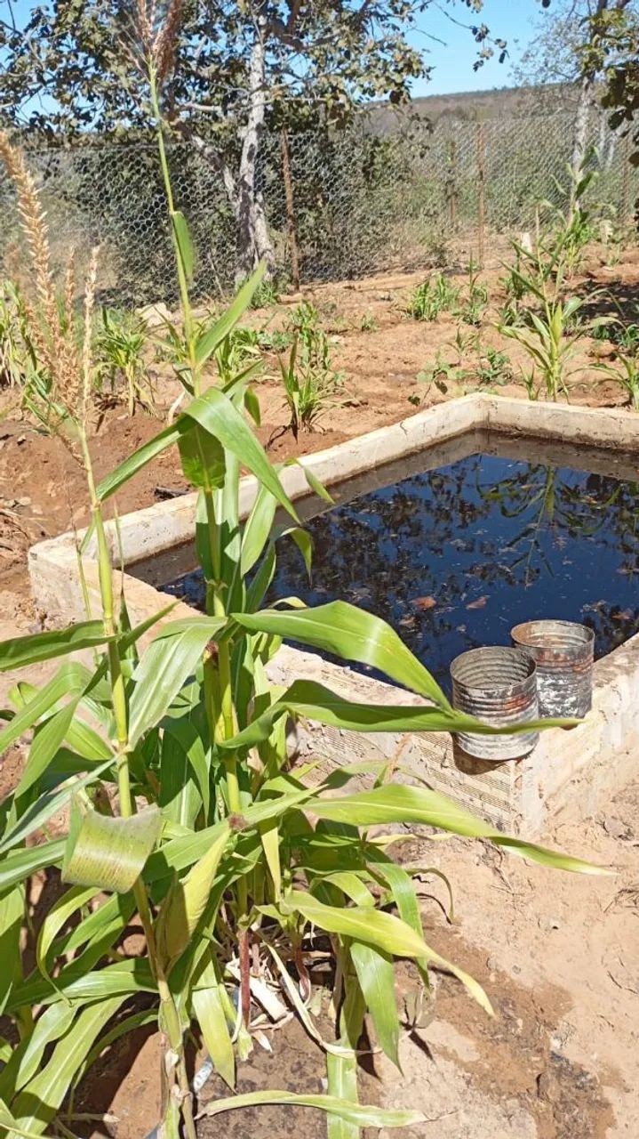 2lts Turfa orgânica líquida completa Adubo Orgânico uso geral  - Foto 2