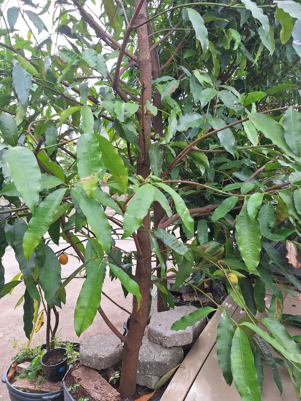 Muda de ACHACHAIRU, bacopari boliviano PRODUZINDO, mudas c 3m no vaso de 60 lts. R$ 390,00 - Foto 5