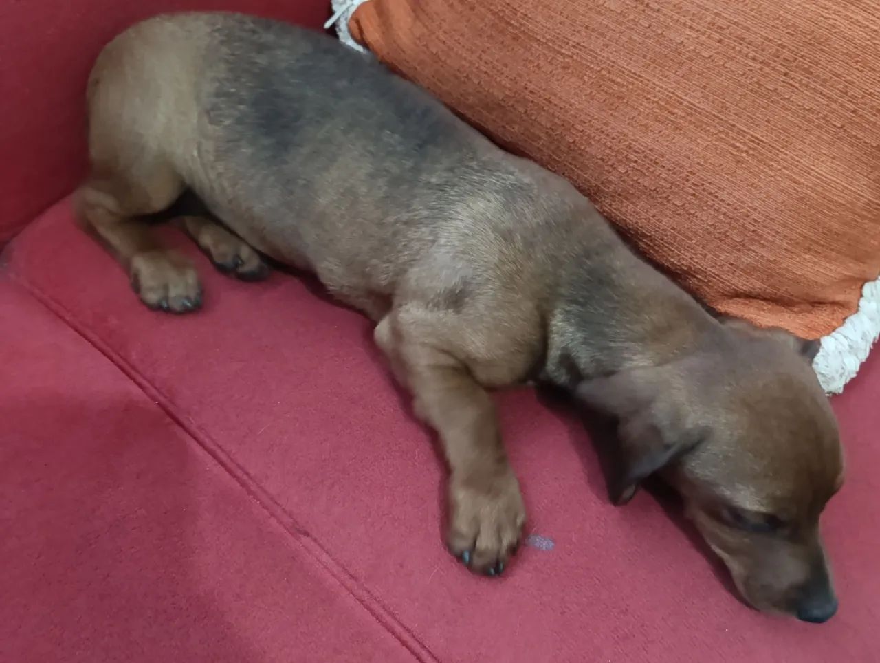 Teckel Basset  macho com 4 meses - Foto 3