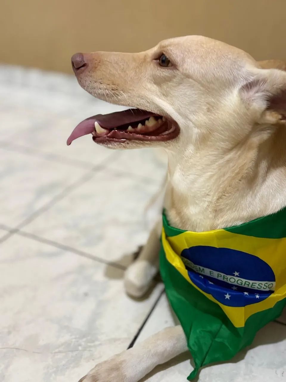 Doação de Cadela - Foto 2