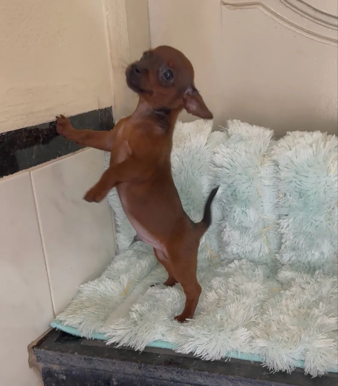 Cachorro  - Foto 3