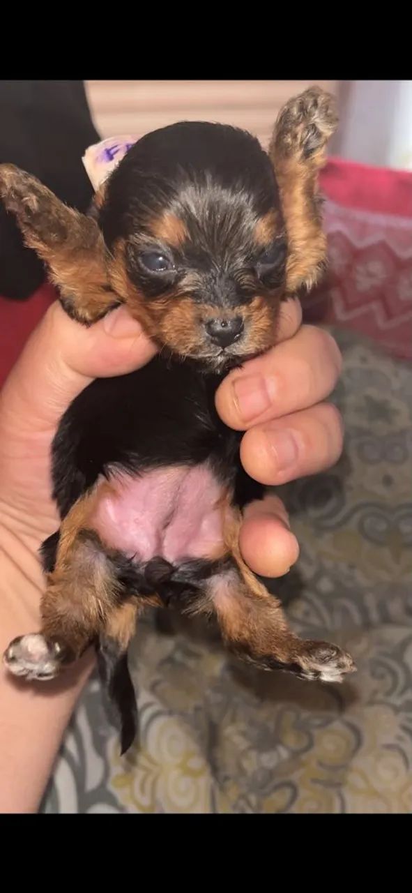Yorkshire Terrier Mini - Foto 2