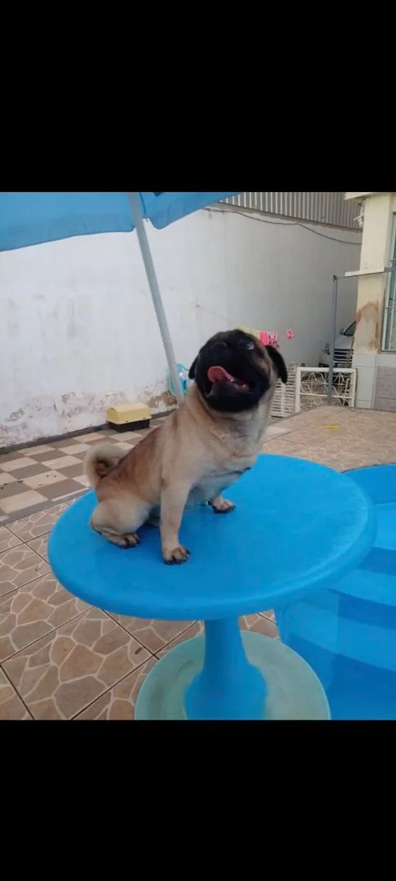 Pug  - Foto 2