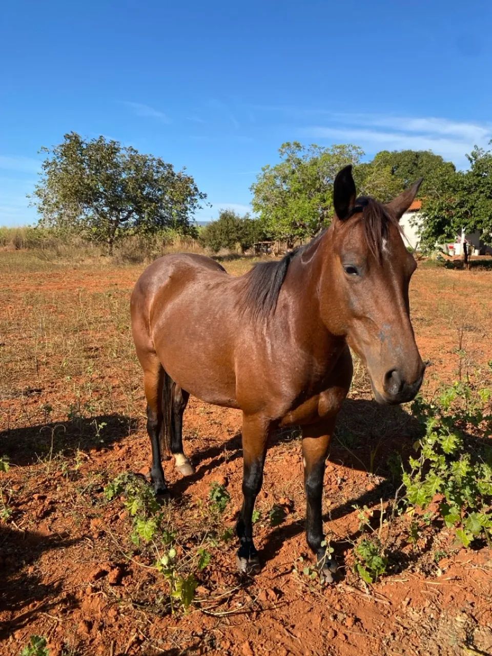 Égua Quarto de Milha Pura - Foto 2
