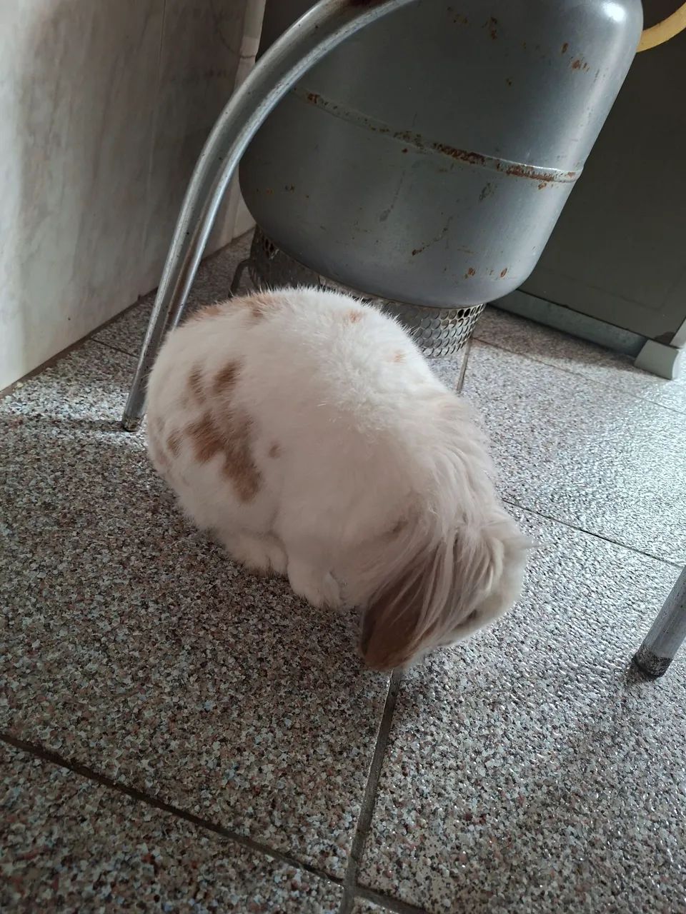 Doação coelho - Foto 2