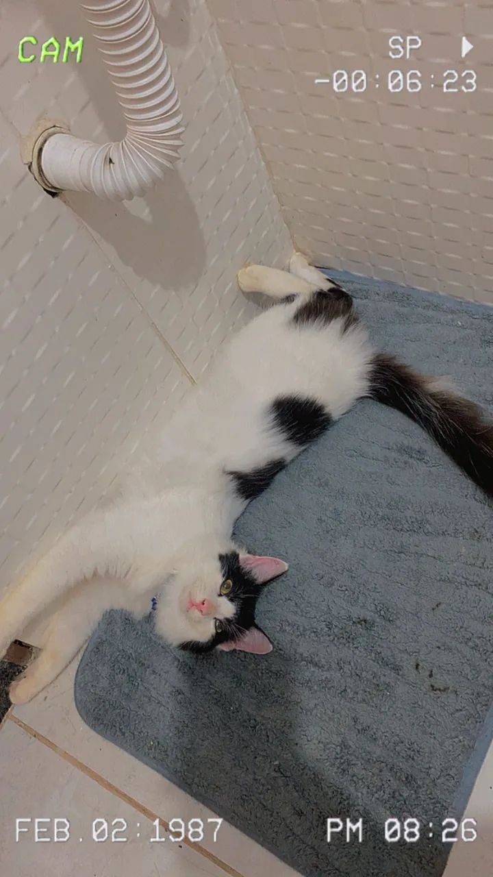 Gato pra adoção  - Foto 3