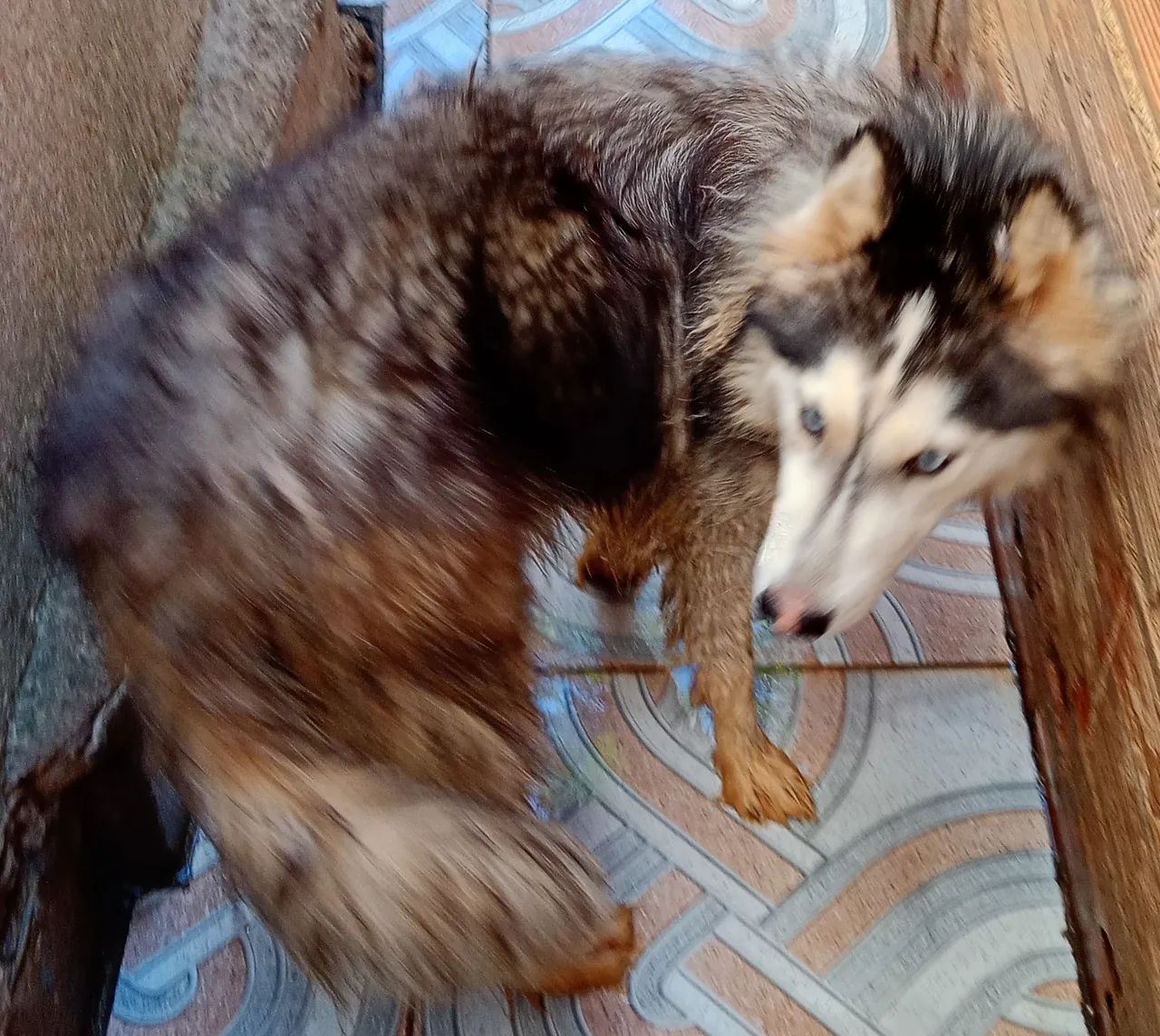 Husky siberiano fêmea 600.00 - Foto 3