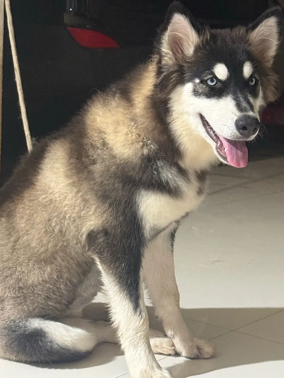 Husck siberiano  - Foto 2