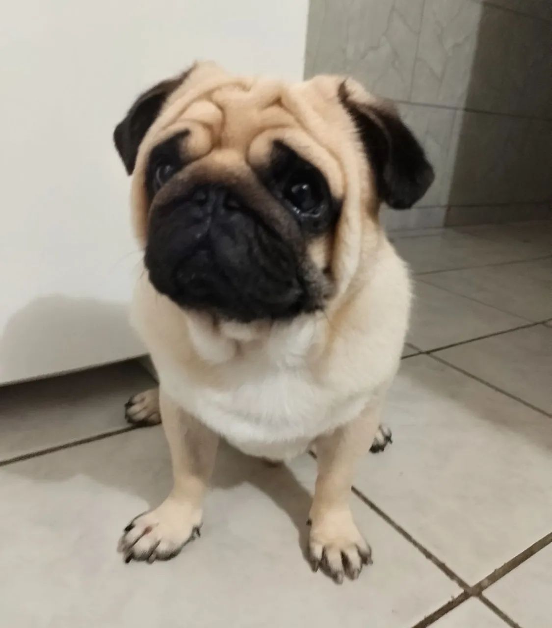 Casal de Pug - Foto 2