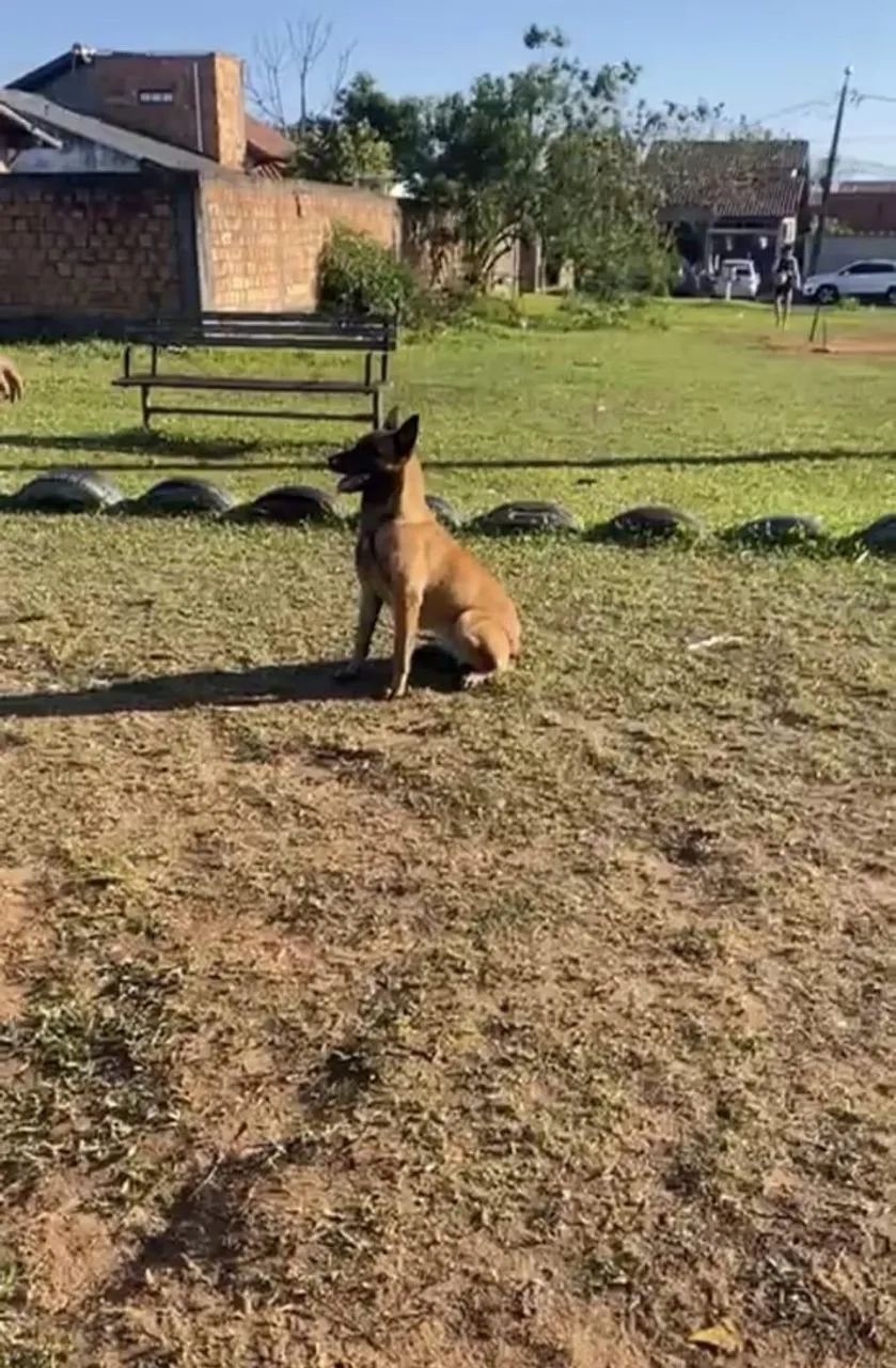 Pastor belga Malinois adulta 