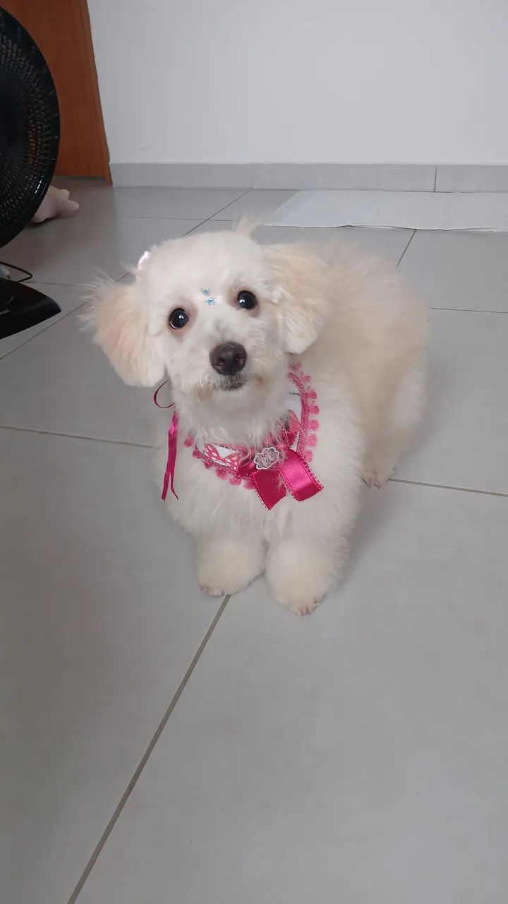 Cachorrinha Poodle Fêmea  - Foto 4