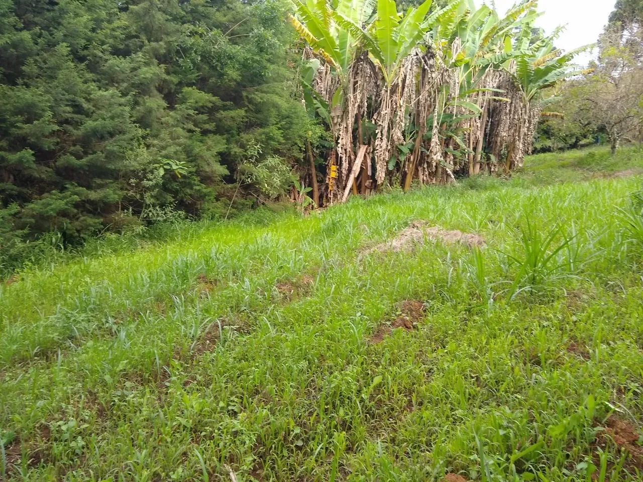 Sítio Piedade/S - Foto 3