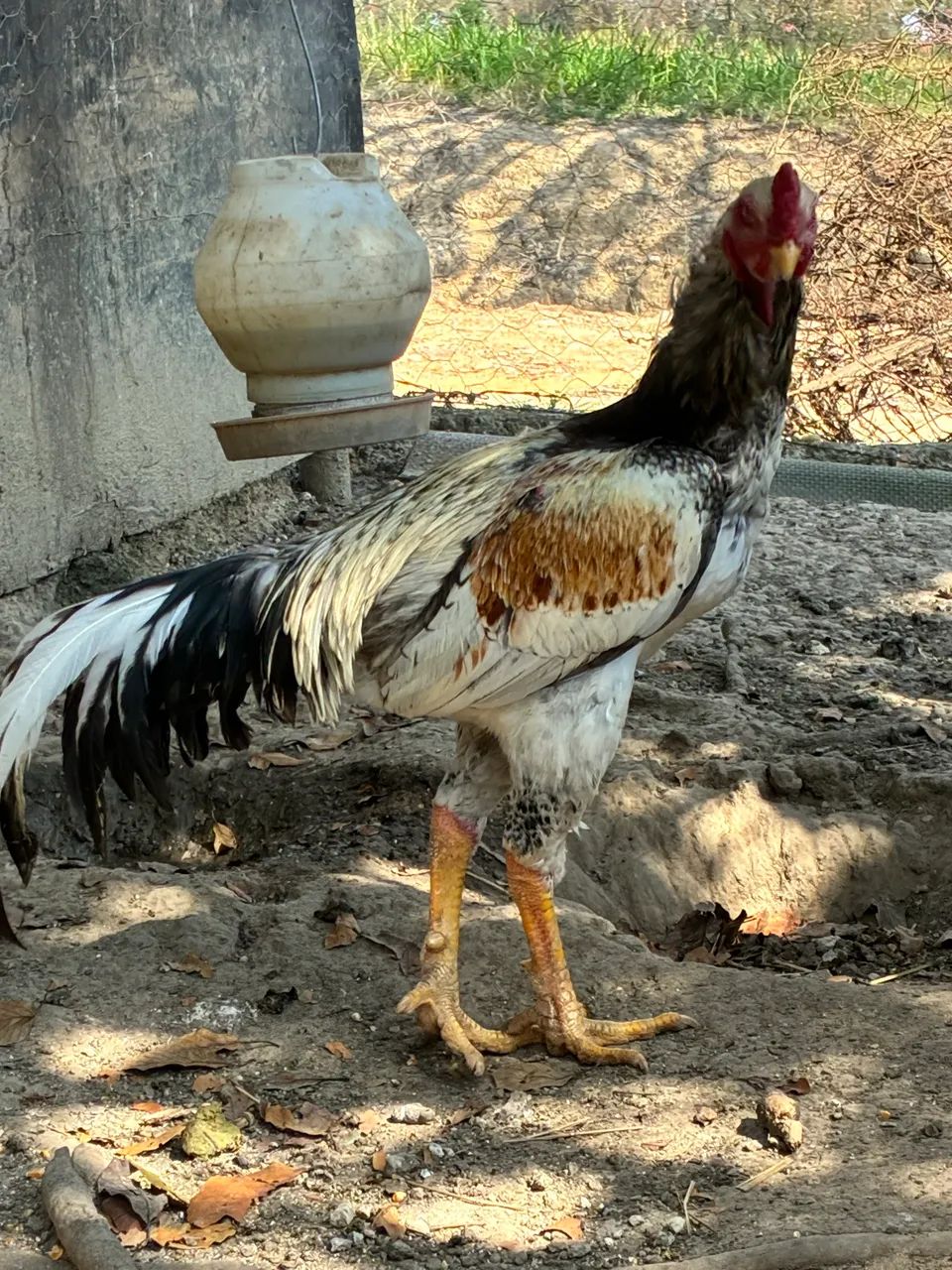 Frango índio Prata - Foto 4